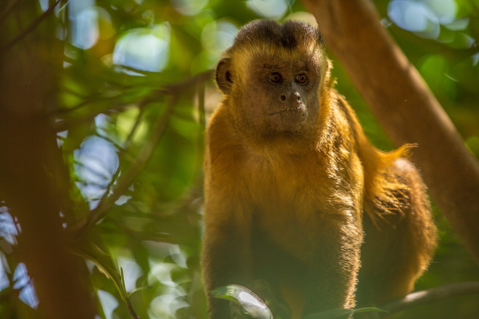Capuchin monkey perched among green branches