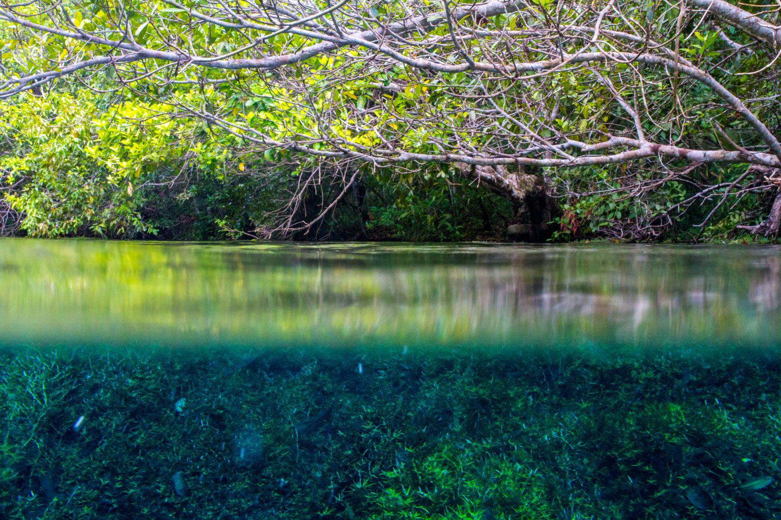 Clear blue water and submerged branches at Rio da Prata