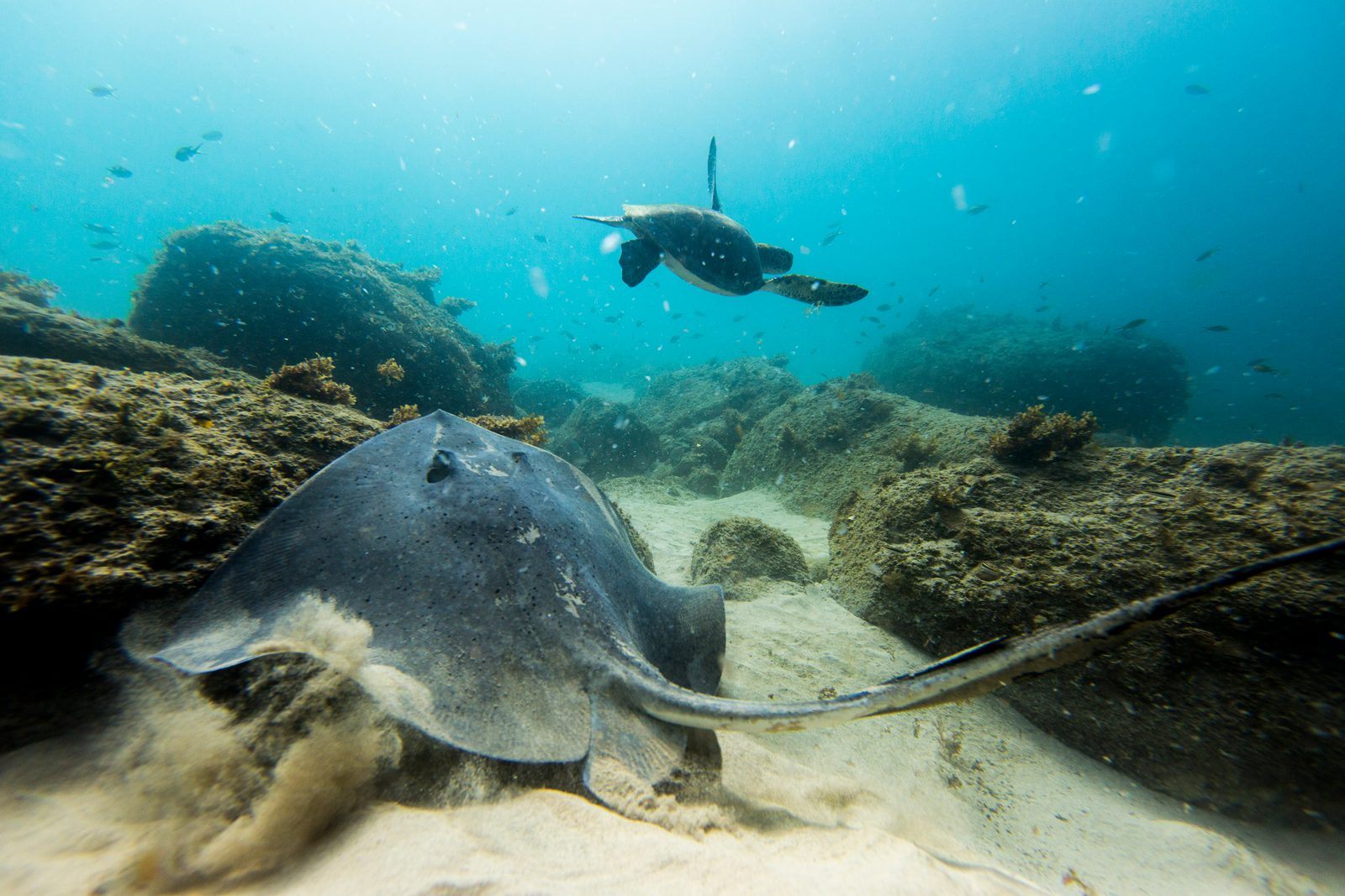 Sea turtle swimming above a shallow reef
