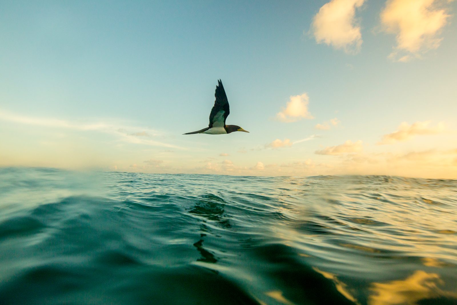 Seabird gliding above the ocean surface